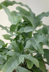 Blue Star Phlebodium aureum Ø:17 H:40 cm