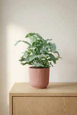 Blue Star Phlebodium aureum Ø:17 H:40 cm