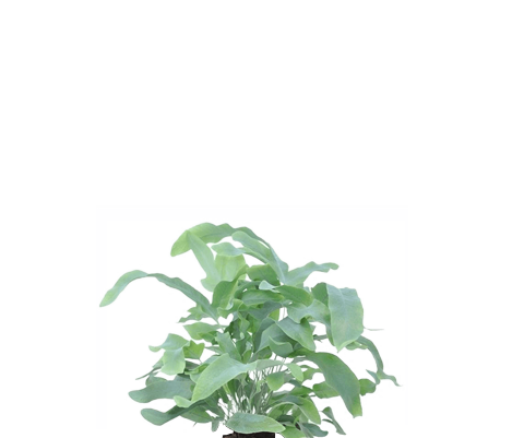 Blue Star Phlebodium aureum Ø:17 H:40 cm