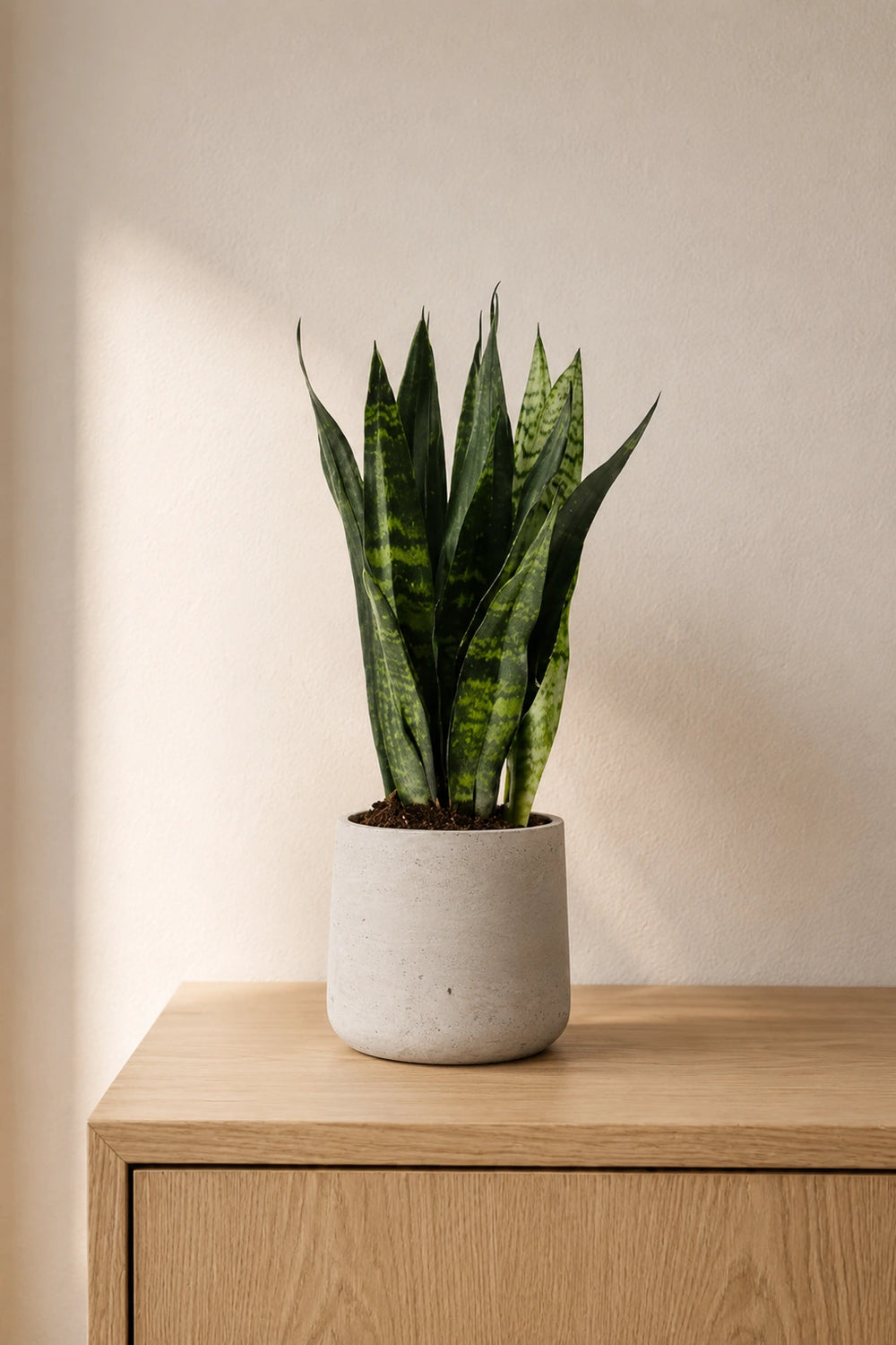 sansevieria bogenhanf Bogenhanf kaufen - Sansevieria Black Coral | Zimmerpflanze Ø:12 H:35 cm