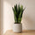 Bogenhanf - Sansevieria Black Coral