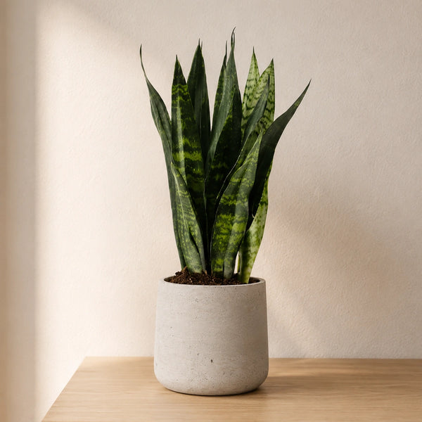 Bogenhanf kaufen - Sansevieria Black Coral | Zimmerpflanze Ø:12 H:35 cm