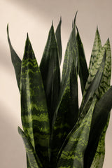 Bogenhanf - Sansevieria Black Coral