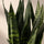 Bogenhanf - Sansevieria Black Coral