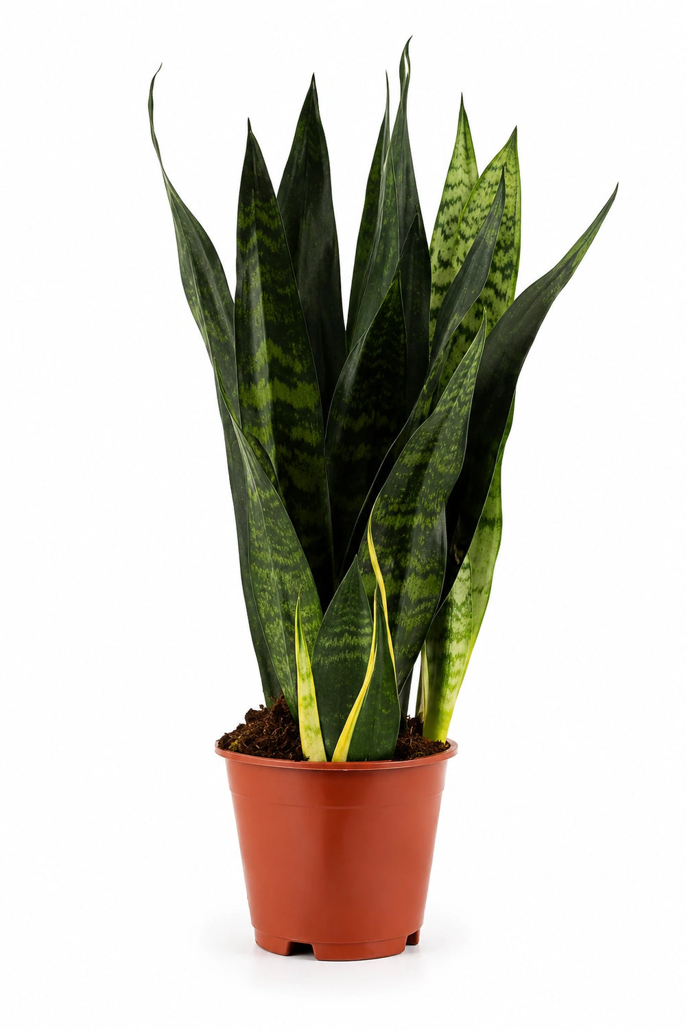 Bogenhanf kaufen - Sansevieria Black Coral | Zimmerpflanze Ø:12 H:35 cm