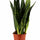 Bogenhanf - Sansevieria Black Coral