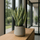 Bogenhanf - Sansevieria laurentii Ø:12 H:35 cm
