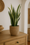 Bogenhanf - Sansevieria laurentii Ø:19 H:60 cm