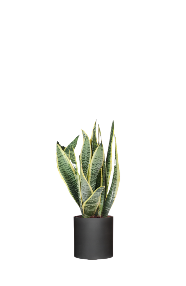 Bogenhanf - Sansevieria laurentii Ø:12 H:40 cm