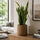 Bogenhanf - Sansevieria laurentii
