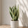 Bogenhanf - Sansevieria laurentii