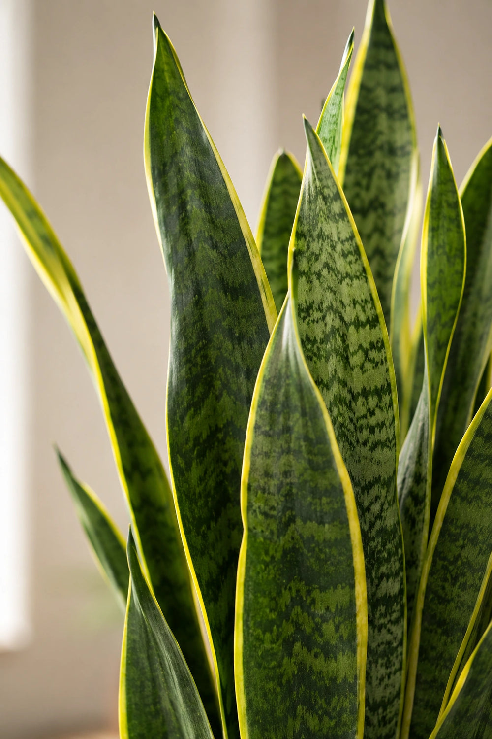 Sansevieria laurentii - Pflanzen sicher zu dir nach Hause