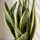 Bogenhanf - Sansevieria laurentii