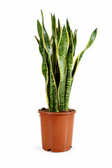 Bogenhanf - Sansevieria laurentii