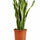 Bogenhanf - Sansevieria laurentii