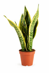 Bogenhanf - Sansevieria laurentii