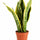 Bogenhanf - Sansevieria laurentii