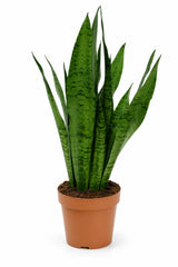 Bogenhanf - Sansevieria zeylanic