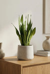 Bogenhanf - Sansevieria zeylanic