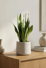 Bogenhanf plant, Sansevieria zeylanica, with tall, green leaves showcasing its unique striped pattern.