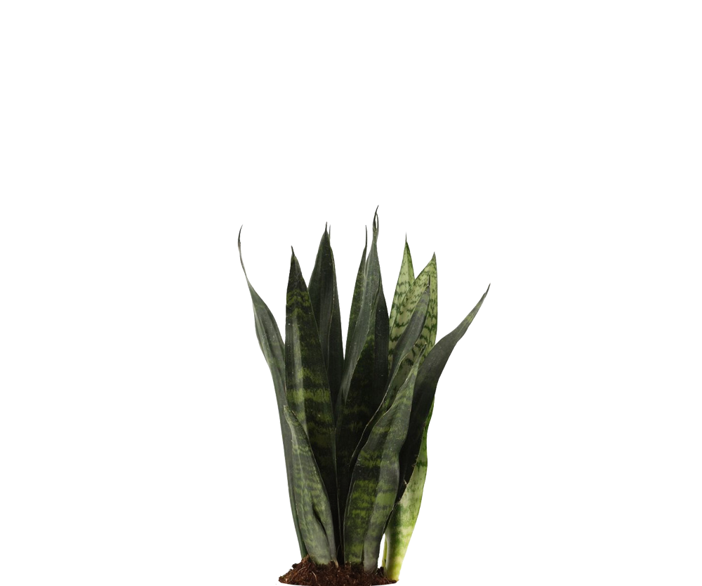 sansevieria online kaufen Bogenhanf kaufen - Sansevieria Black Coral | Zimmerpflanze Ø:12 H:35 cm