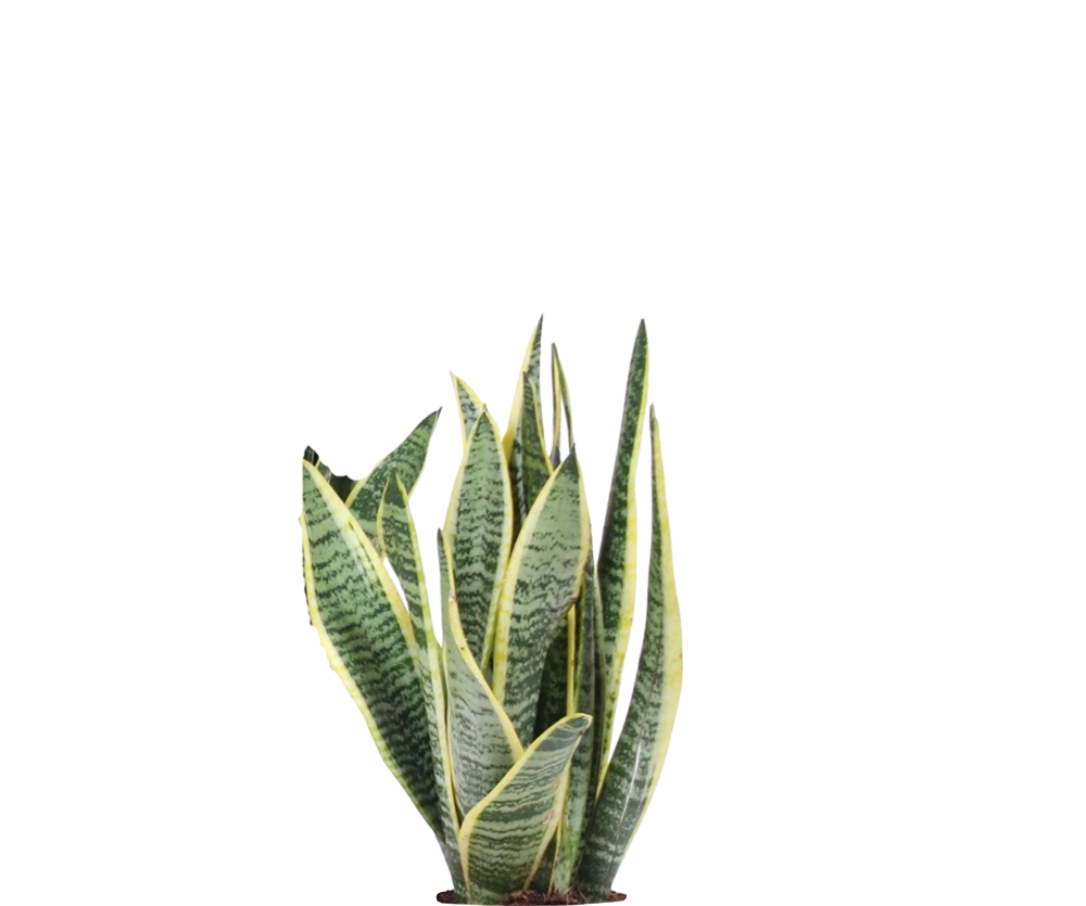 Bogenhanf - Sansevieria laurentii Ø:12 H:35 cm