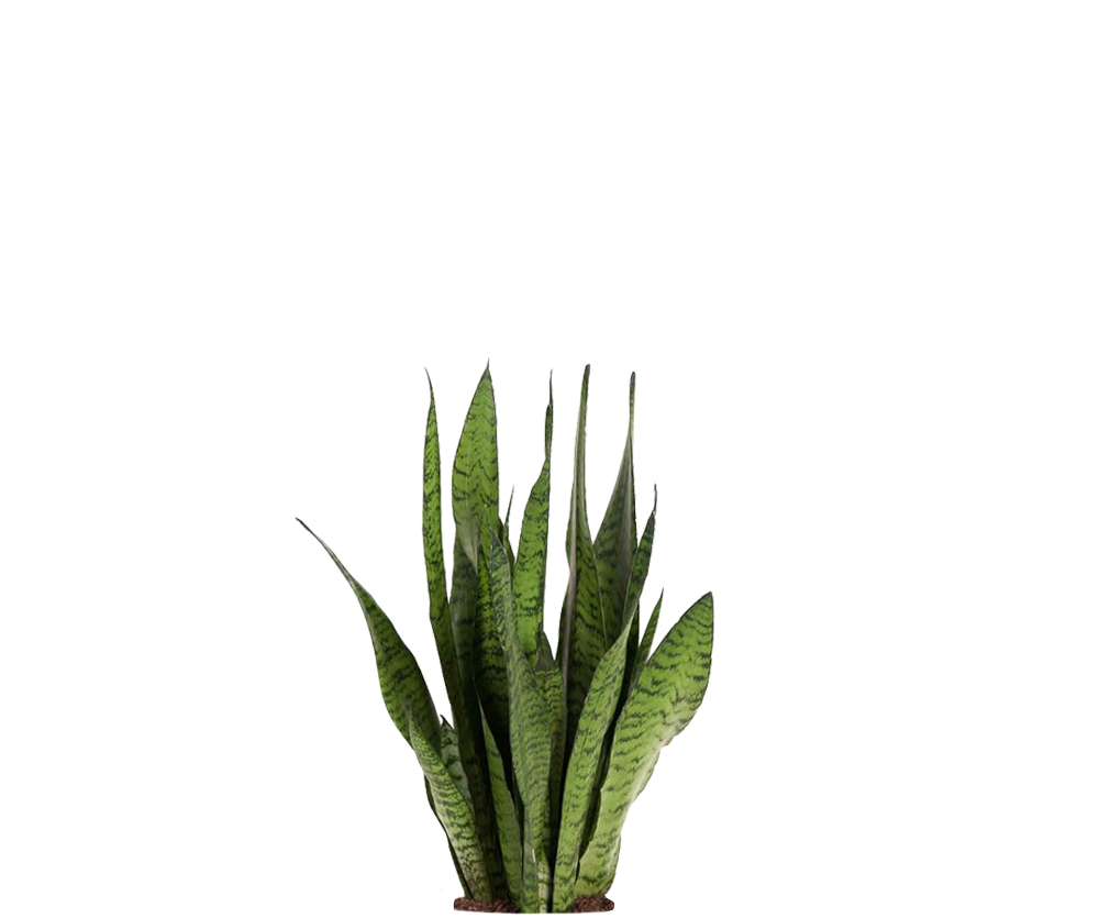 Bogenhanf - Sansevieria zeylanica Ø:17 H:60 cm