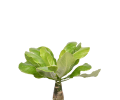 Konfigurator