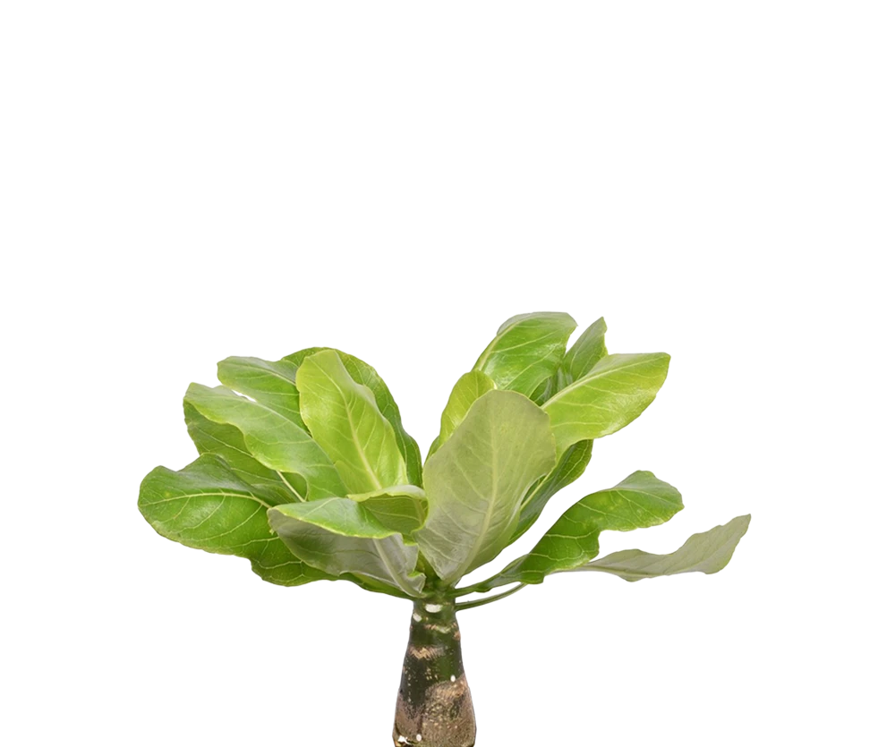 Hawaii Palme H:40 cm – Brighamia insignis Zimmerpflanze