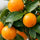 Citrus Calamondin - Calamondin Orange - Finestgreen