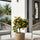 Citrus Calamondin - Calamondin Orange - Finestgreen