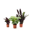 Calathea Set: Orbifolia, Lancifolia & Medallion