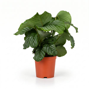 Calathea