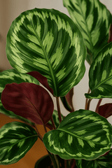 Calathea Medallion - Korbmarante Ø:21 H:70 cm