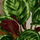 Calathea Medallion - Korbmarante Ø:24 H:70 cm