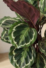 Calathea Medallion - Korbmarante Ø:21 H:70 cm