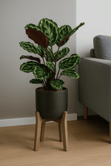 Calathea Medallion - Korbmarante Ø:21 H:70 cm