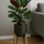 Calathea Medallion - Korbmarante Ø:21 H:70 cm