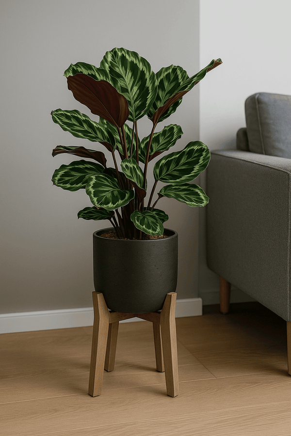 Calathea Medallion - Korbmarante Ø:21 H:70 cm