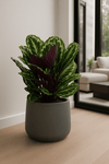 Calathea Medallion - Korbmarante Ø:27 H:80 cm