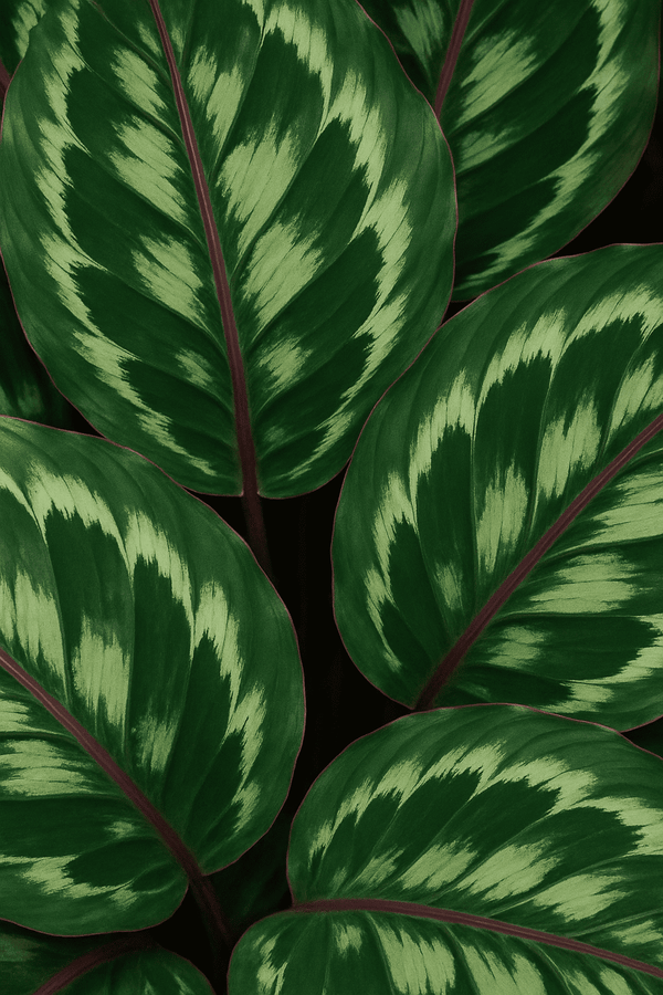 Calathea Medallion - Korbmarante Ø:27 H:80 cm