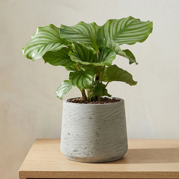 calathea orbifolia größe Korbmarante kaufen - Calathea Orbifolia Zimmerpflanze Ø:14 H:45 cm