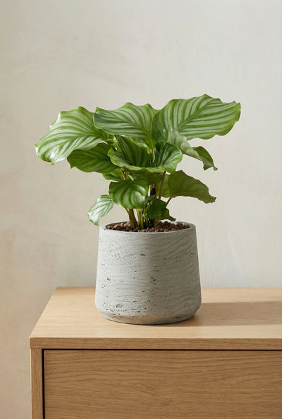 zimmerpflanzen korbmarante Korbmarante kaufen - Calathea Orbifolia Zimmerpflanze Ø:14 H:45 cm