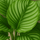 Calathea Orbifolia - Korbmarante Ø:14 H:45 cm