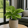 Calathea Orbifolia - Korbmarante Ø:14 H:45 cm
