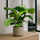 Calathea Orbifolia - Korbmarante Ø:17 H:50 cm