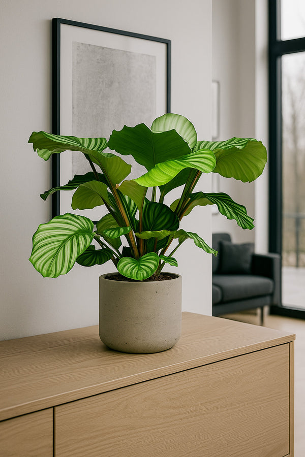 Calathea Orbifolia - Korbmarante Ø:17 H:50 cm