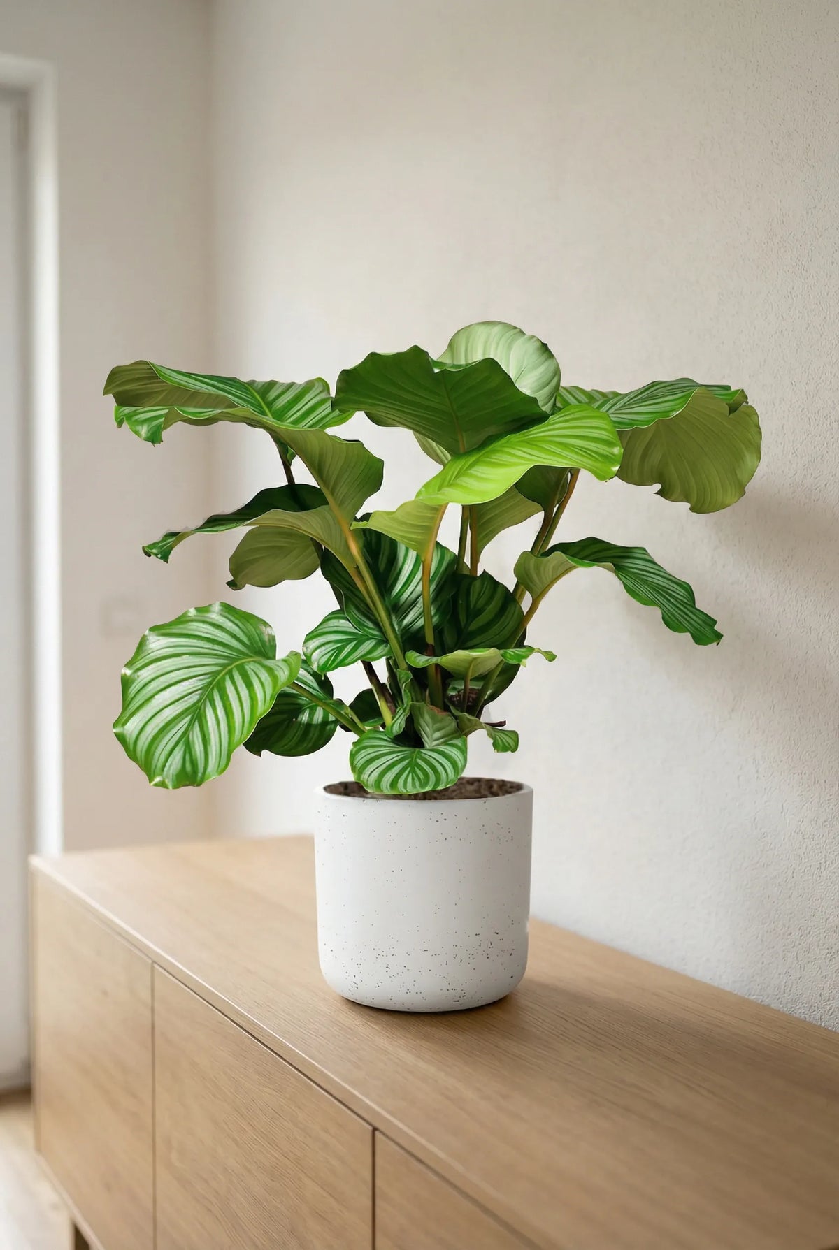 Calathea Korbmarante - Pflanzen online kaufen | Finestgreen