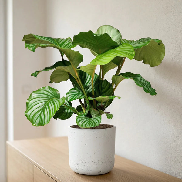korbmarante orbifolia kaufen Korbmarante kaufen - Calathea Orbifolia Zimmerpflanze Ø:21 H:70 cm