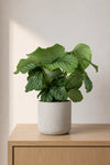 Calathea Orbifolia - Korbmarante